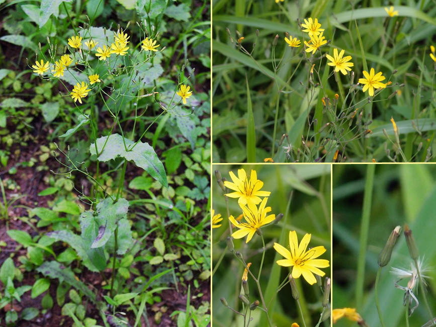 ハナニガナ ハナニガナ