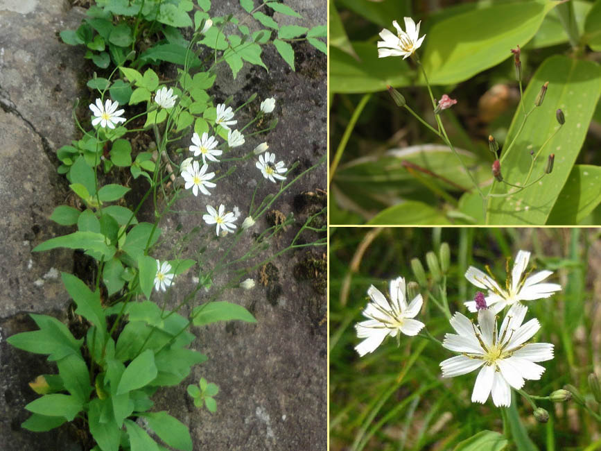 シロバナニガナ シロバナニガナ