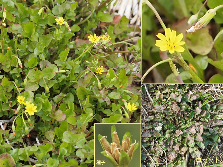 コオニタビラコ コオニタビラコ