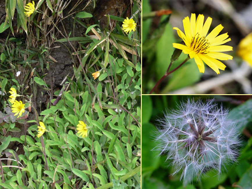 オオジシバリ オオジシバリ