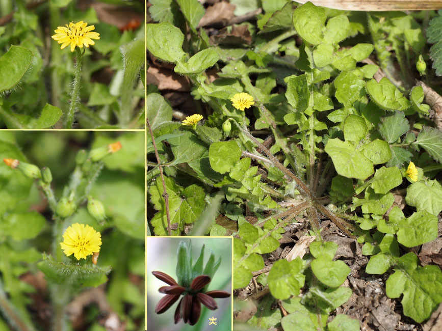 ヤブタビラコ ヤブタビラコ