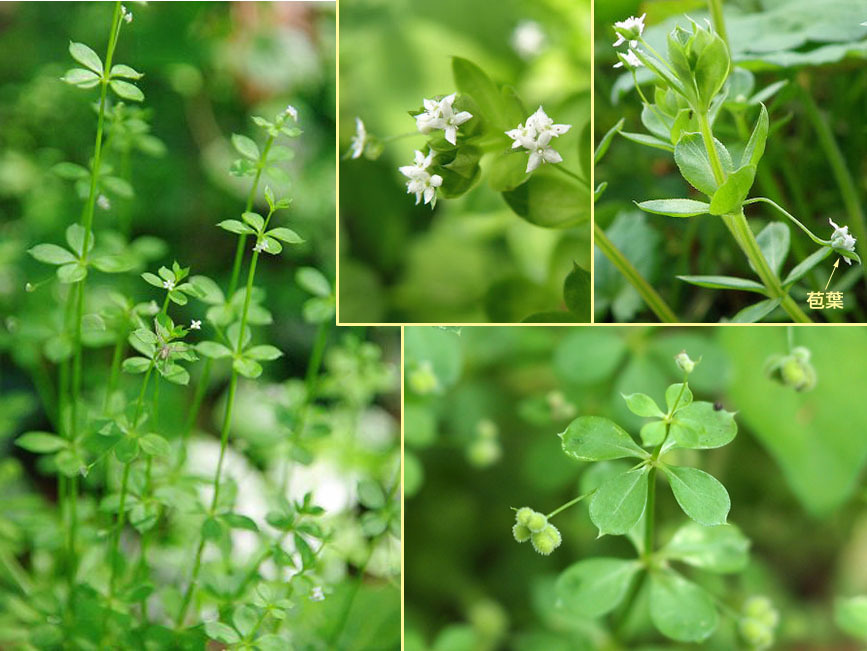 キクムグラ キクムグラ