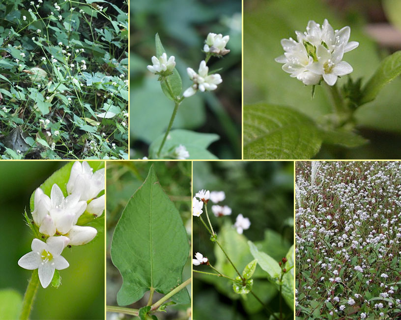 シロバナミゾソバ