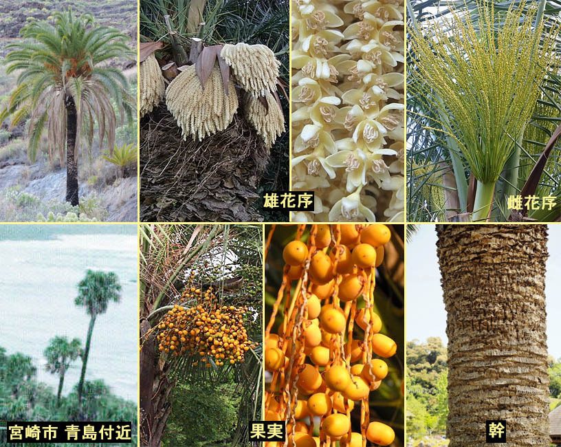 野山の草花・木々の花」植物検索図鑑 | カナリーヤシ