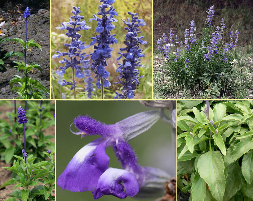 ケショウサルビア ケショウサルビア