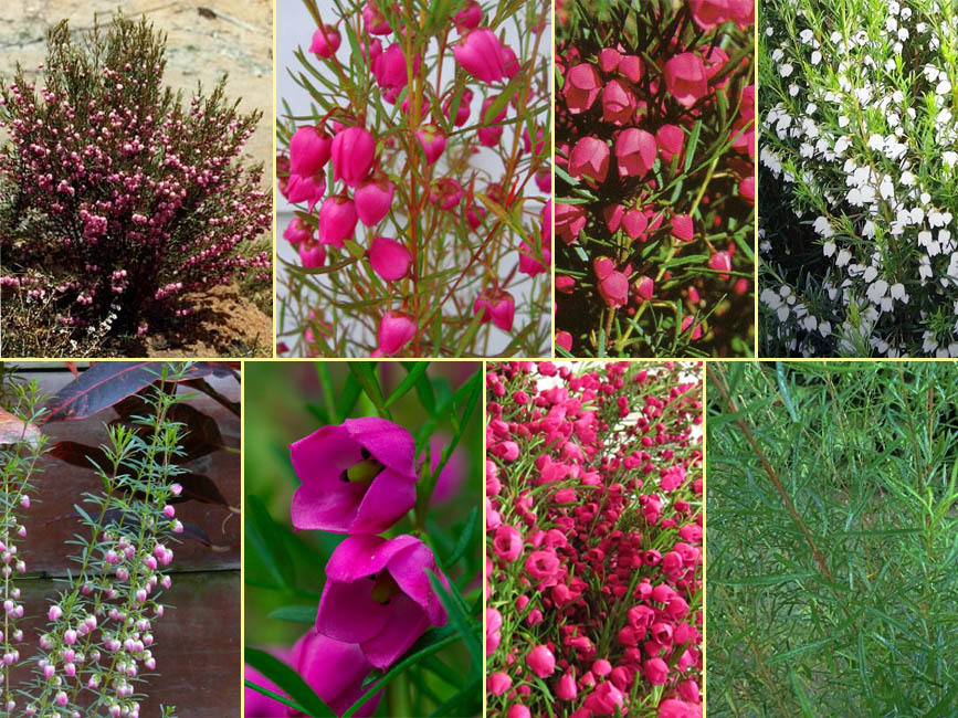 野山の草花 木々の花 植物検索図鑑 ボロニア ヘテロフィラ
