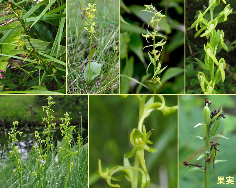 ホソバノキソチドリ